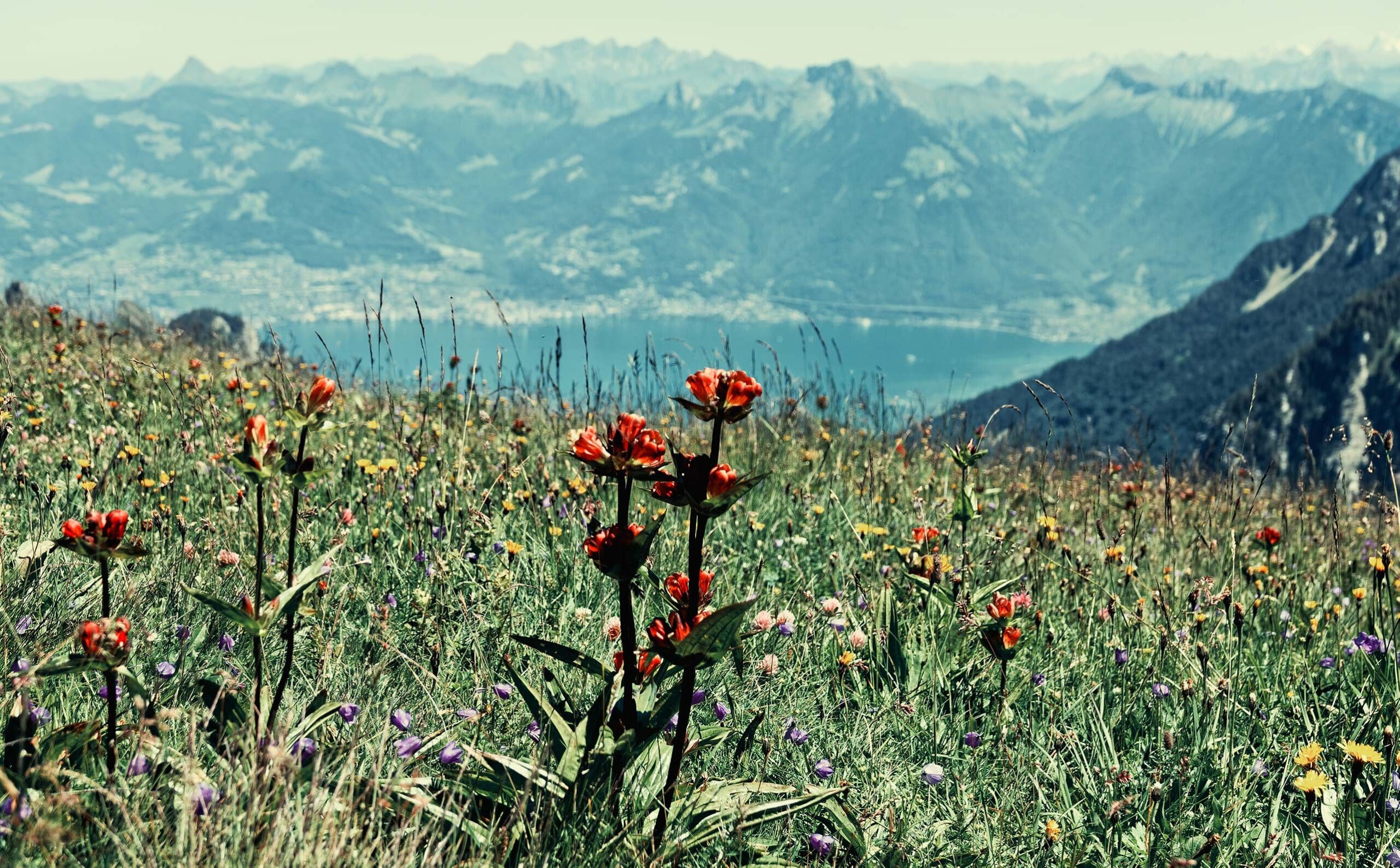 Col de Planchamp - Dent d’Oche - Haute-Savoie - 27/07/20