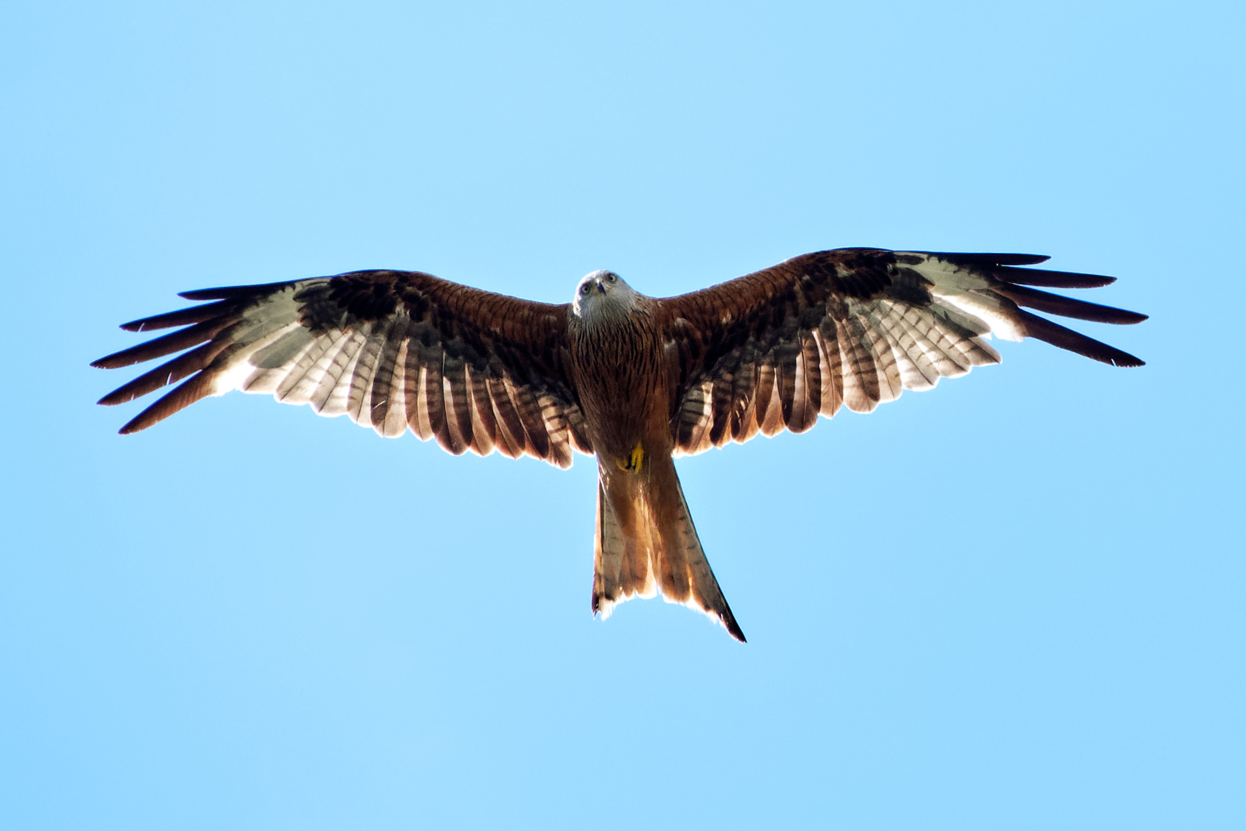Milan Royal dans le ciel de Reyvroz - Haute-Savoie - 28/06/20