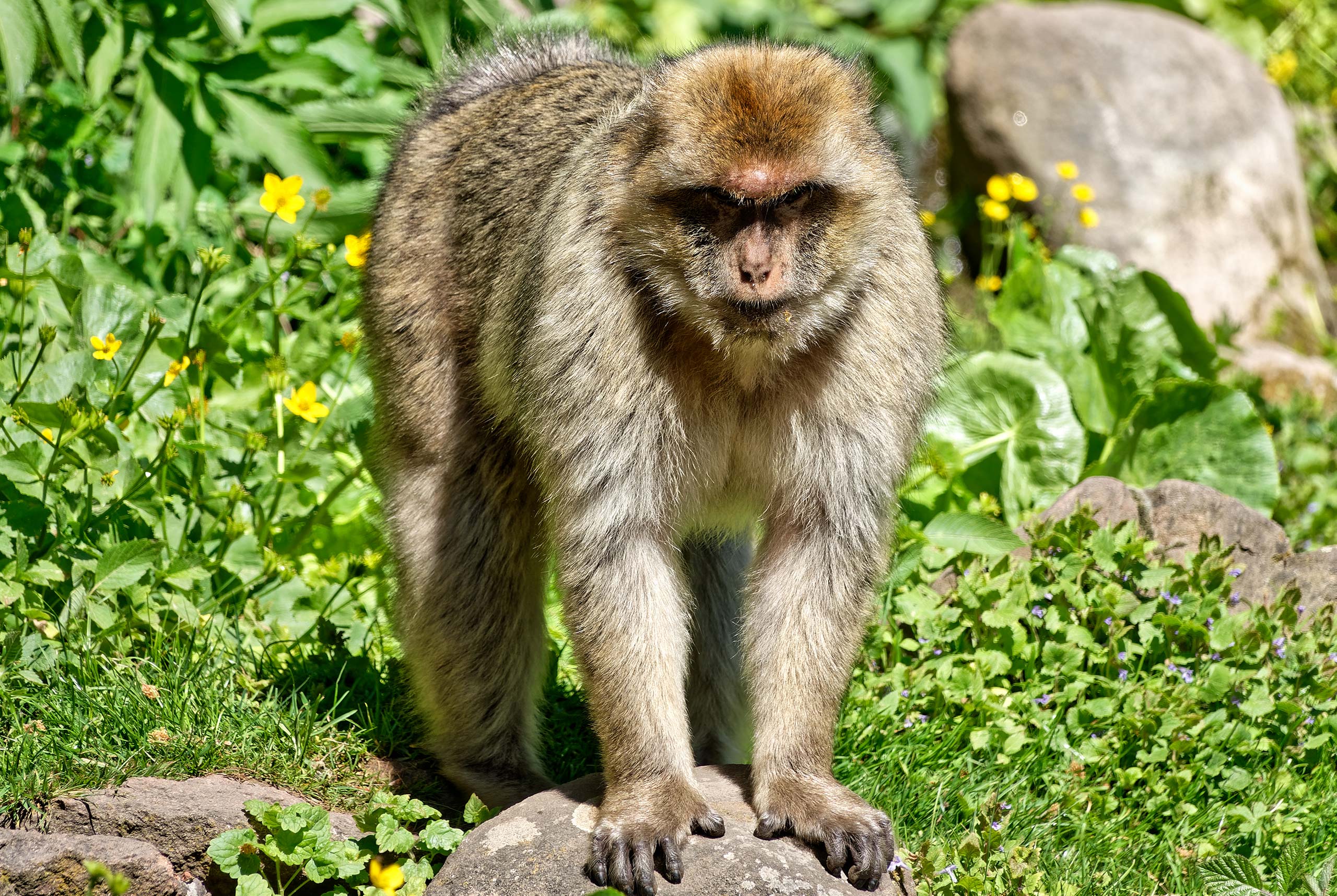 La Montagne des Singes de Kintzheim - Alsace - 07/05/18