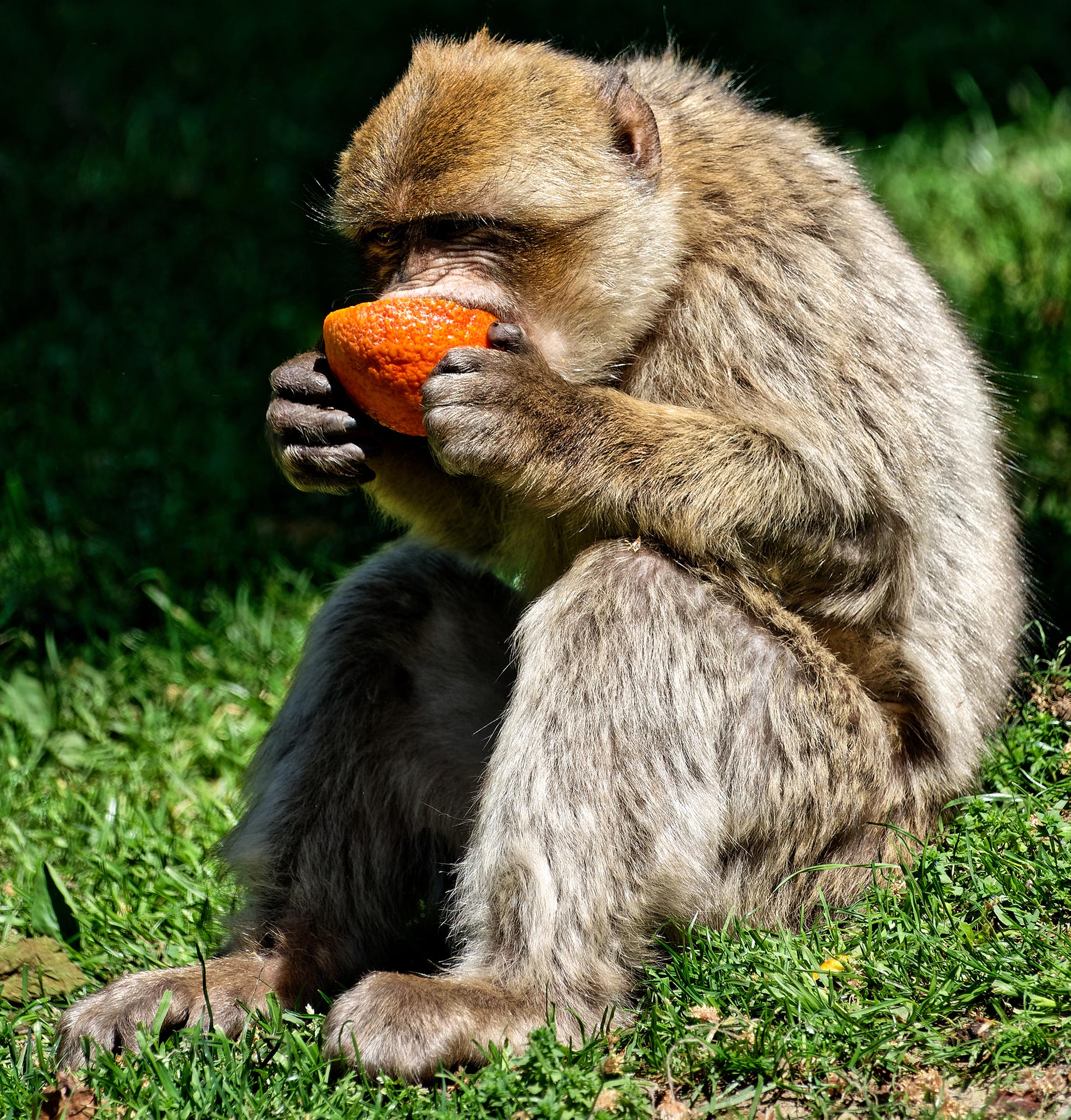 La Montagne des Singes de Kintzheim - Alsace - 07/05/18