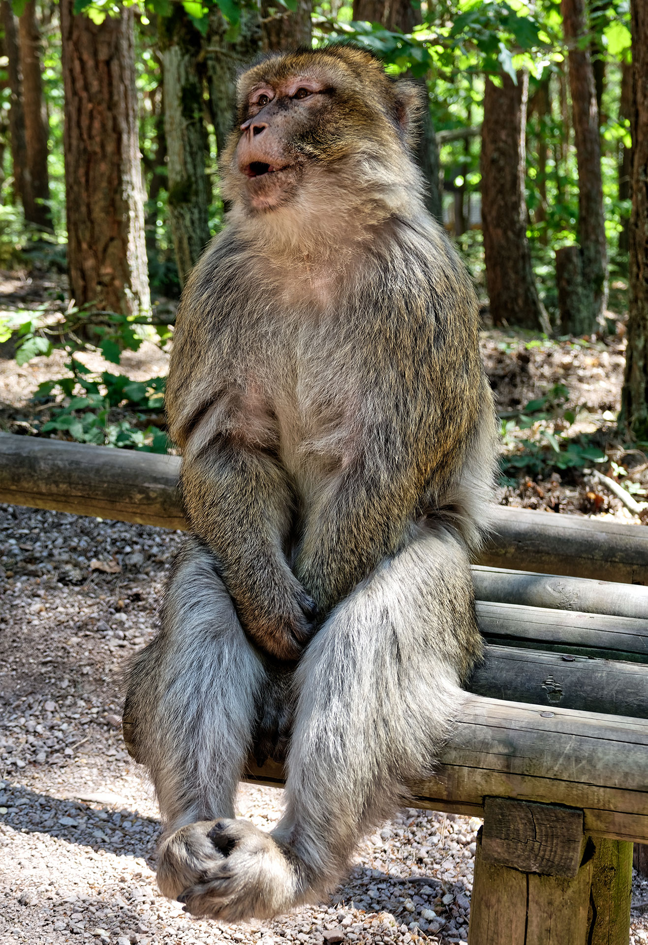 La Montagne des Singes de Kintzheim - Alsace - 07/05/18