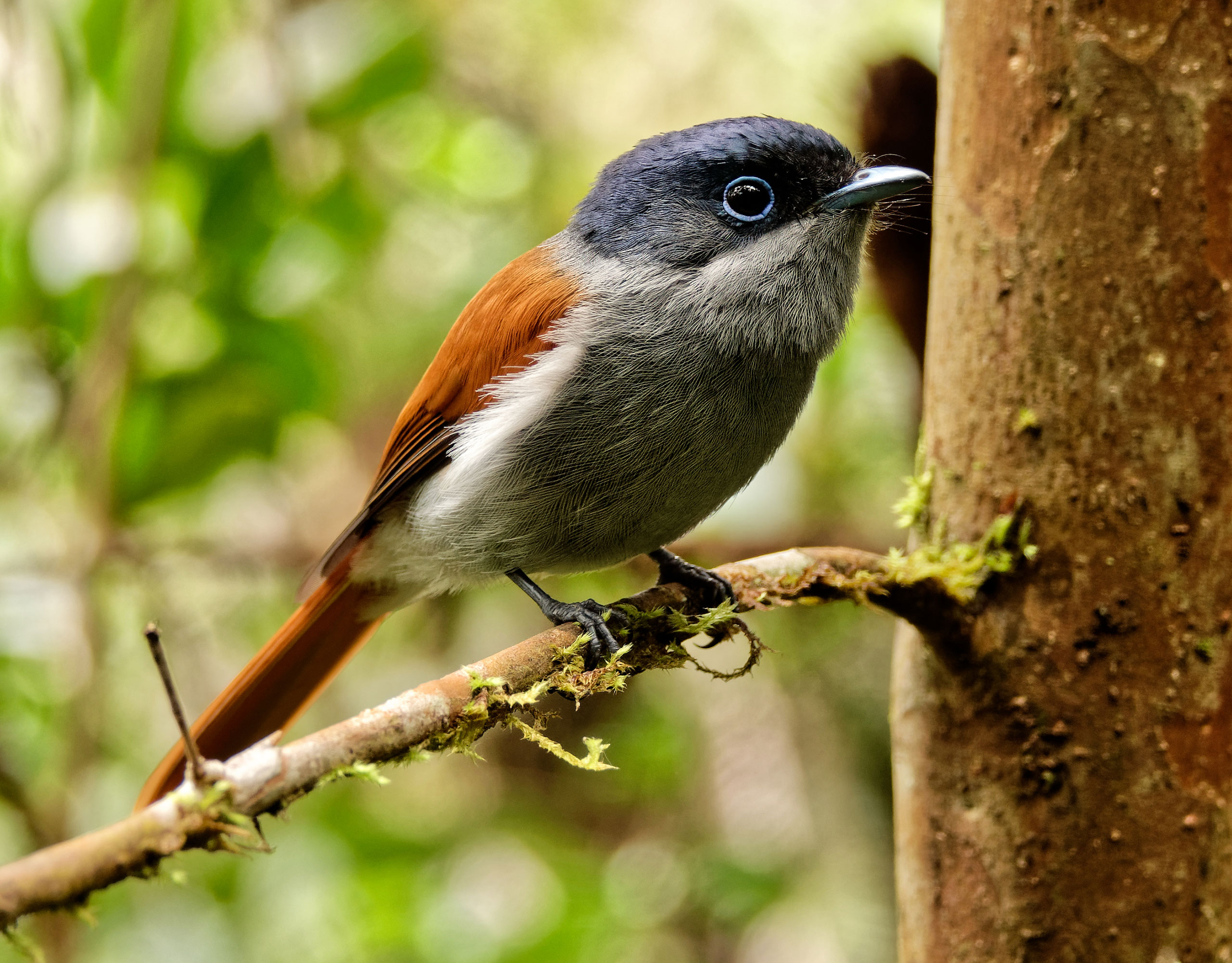 Oiseau la Vierge - Forêt primaire de Bébour - La Réunion - 18/01/20