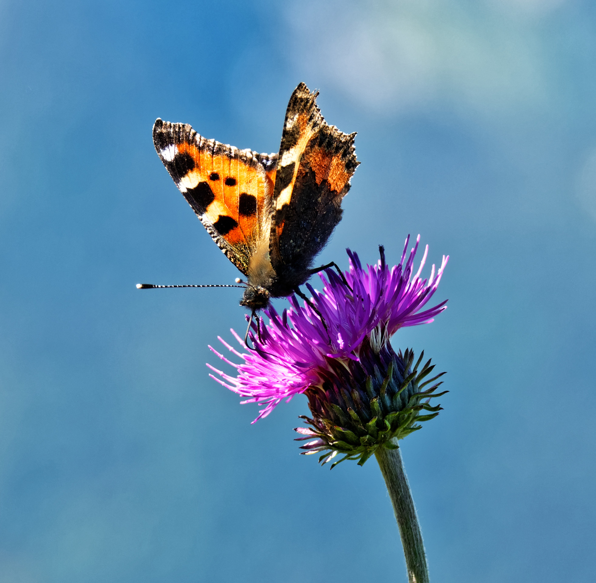 Papillon à la Pointe de Tréchauffex - Haute-Savoie - 23/06/20