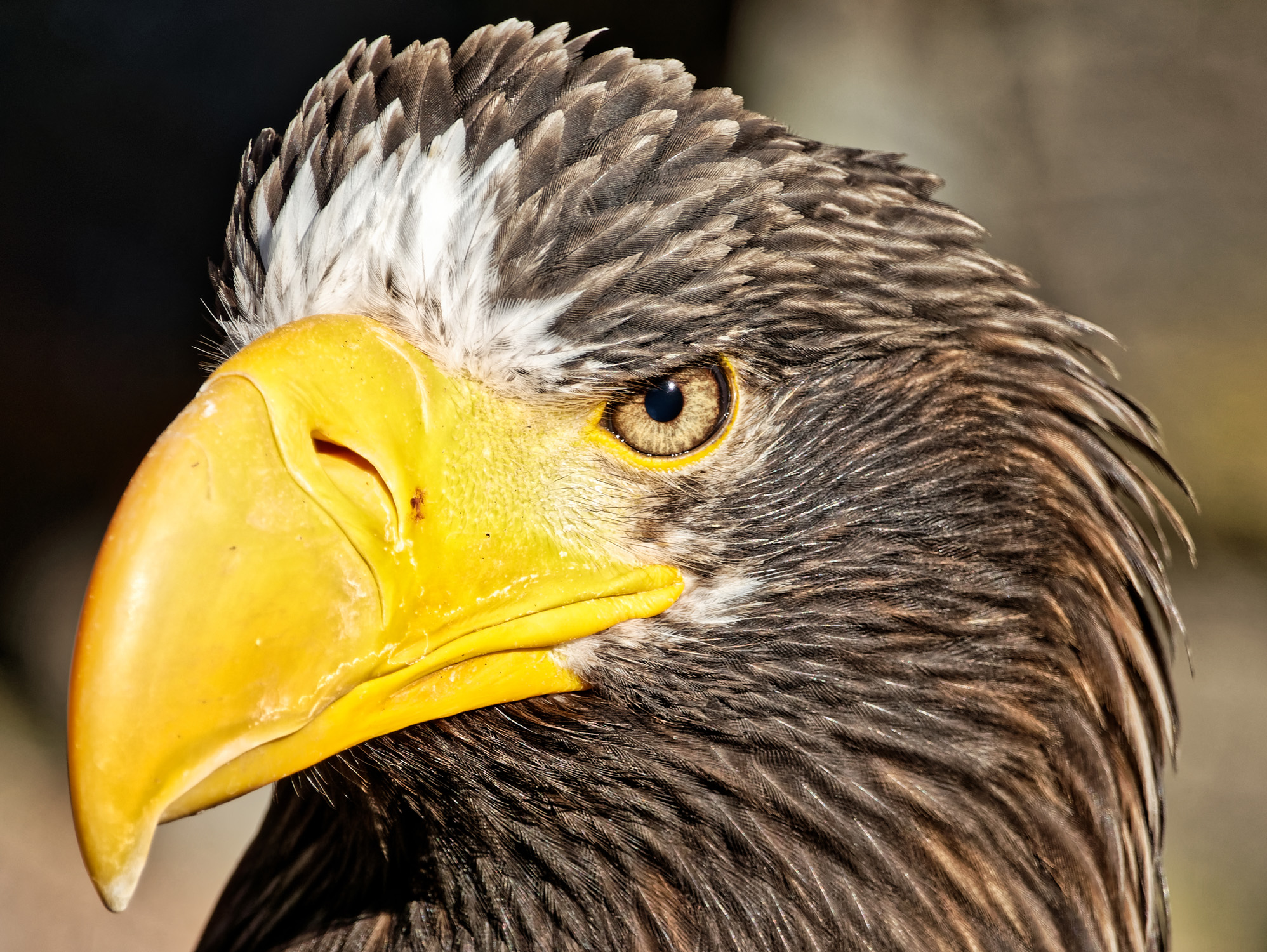 Volerie des aigles de Kintzheim - Alsace - 07/05/18