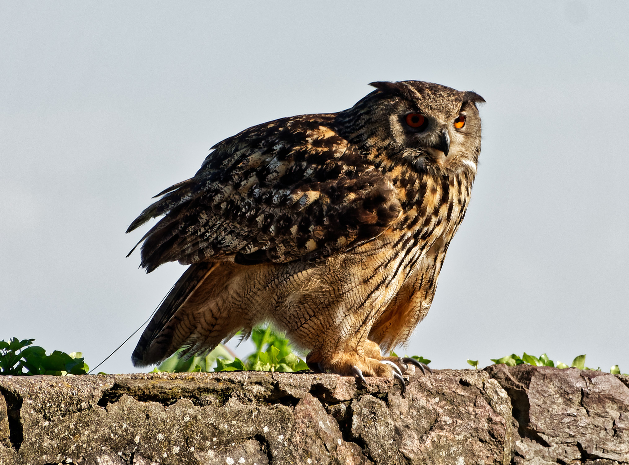 Volerie des aigles de Kintzheim - Alsace - 07/05/18