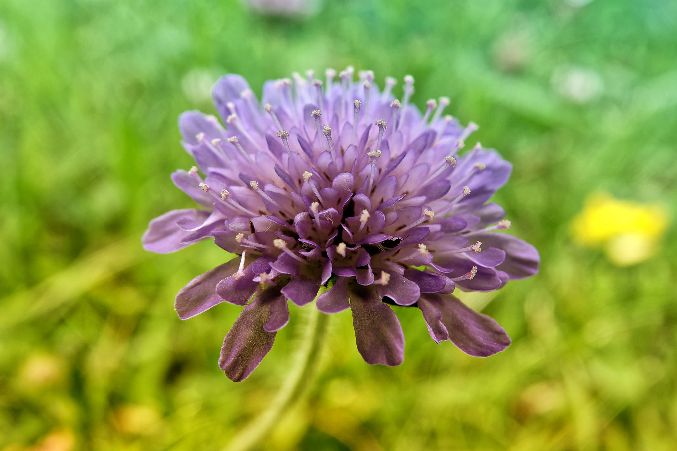 Scabieuse cendrée (Scabiosa cinerea) - Les Lindarêts - Montriond - Haute-savoie - 25/06/21