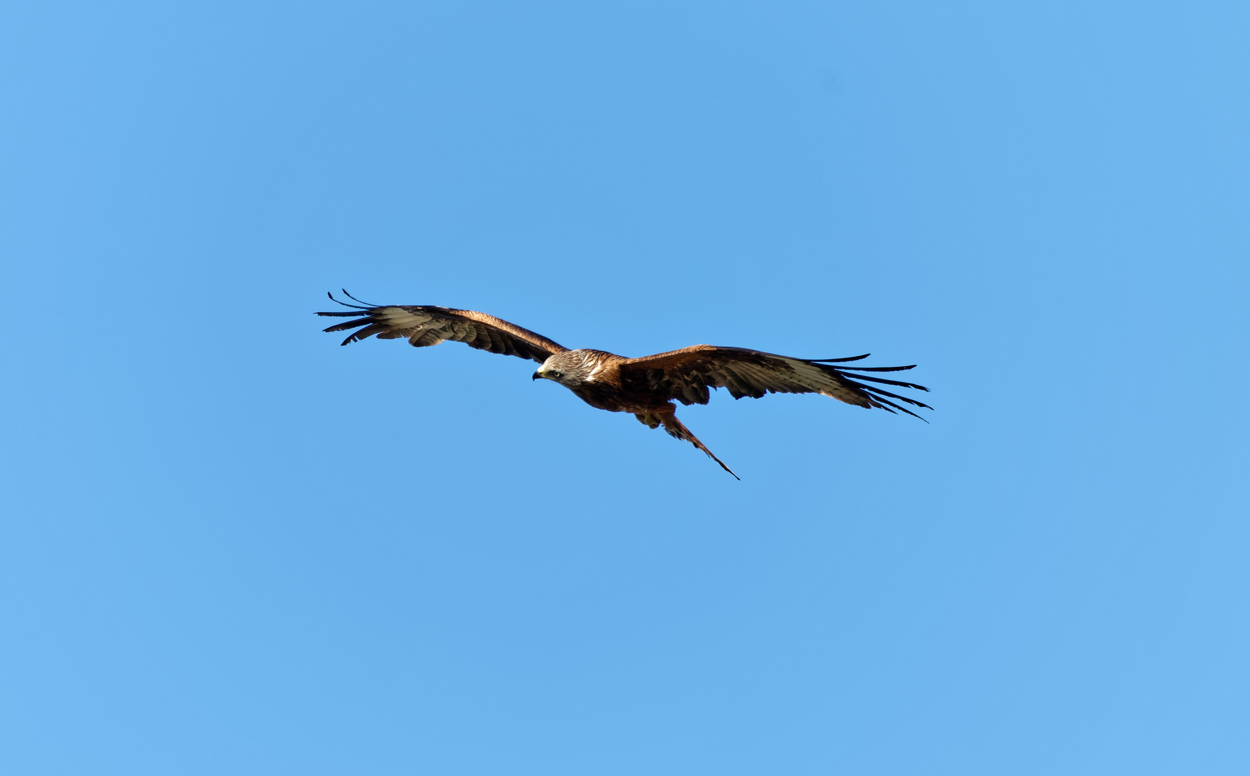 20-05-22 - Milan Royal dans le ciel Corse