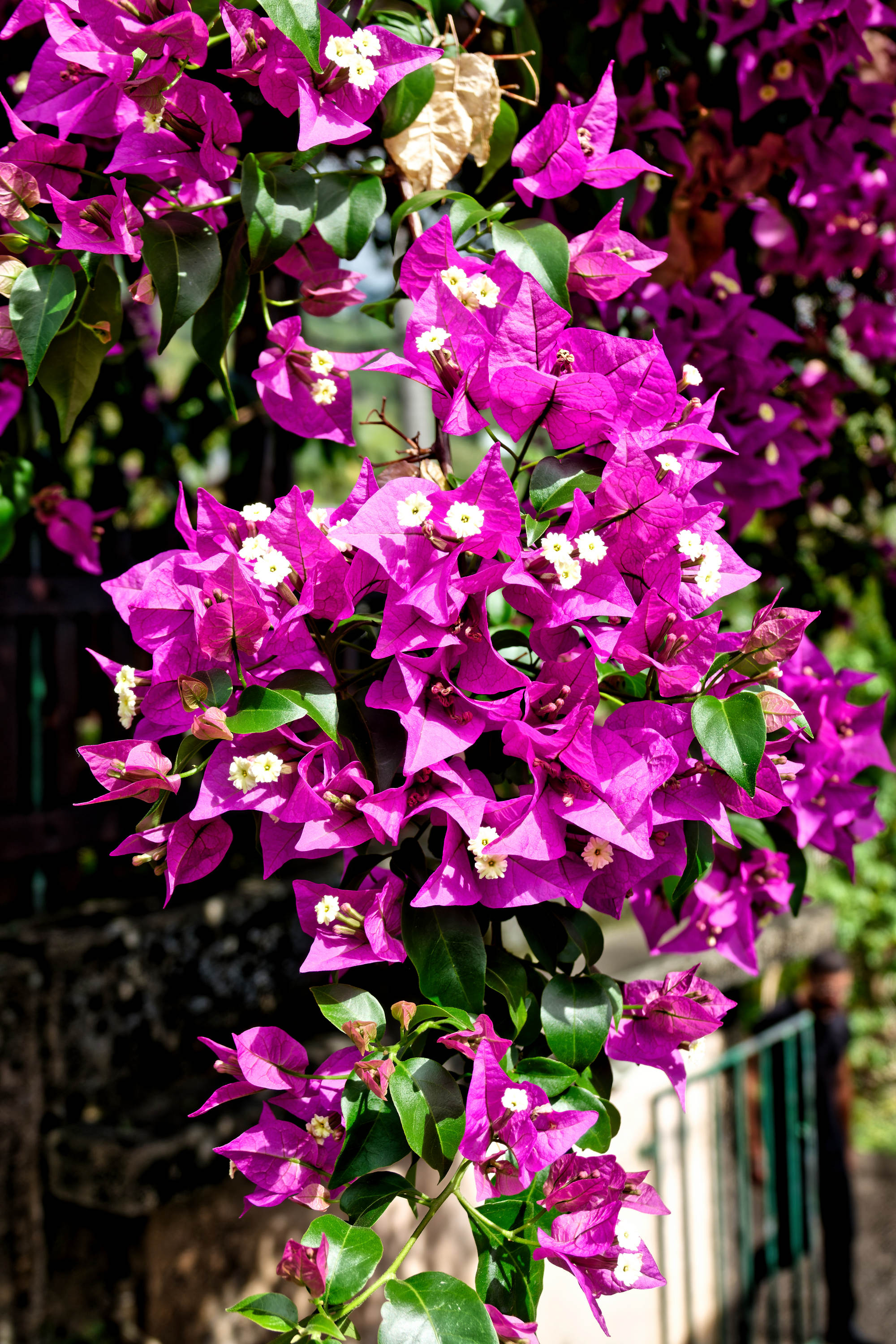 Bougainvillier - La Réunion - Janvier 2023