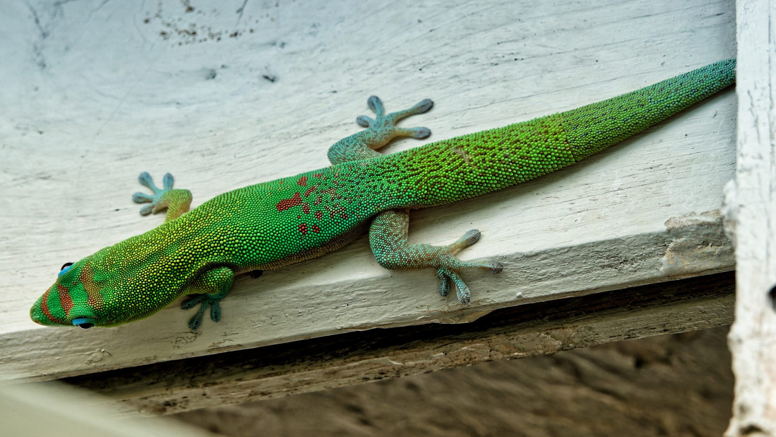 Gecko diurne à poussière d'or - La Réunion - Janvier 2023