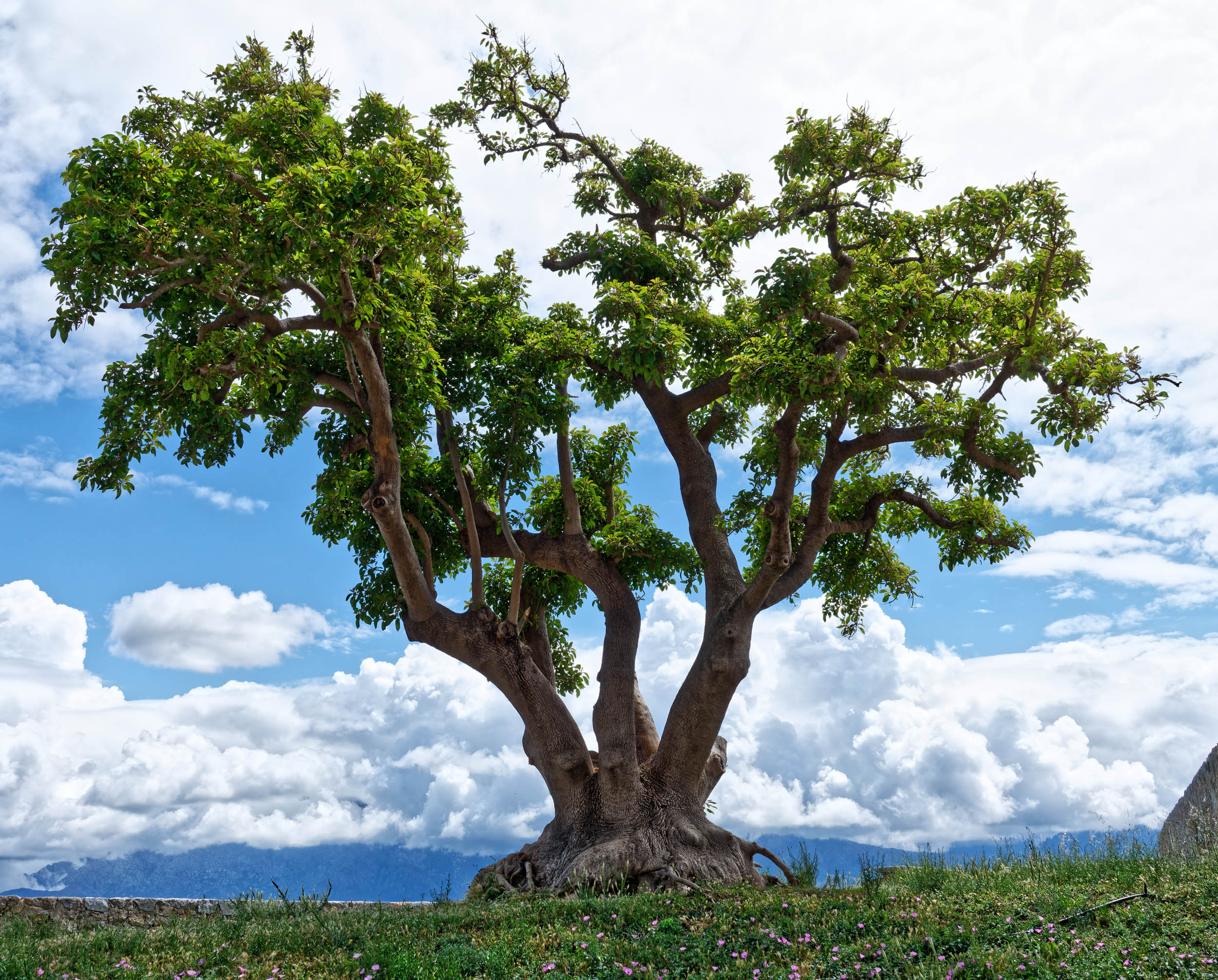 Bel arbre - Calvi - Corse - Mai 2023