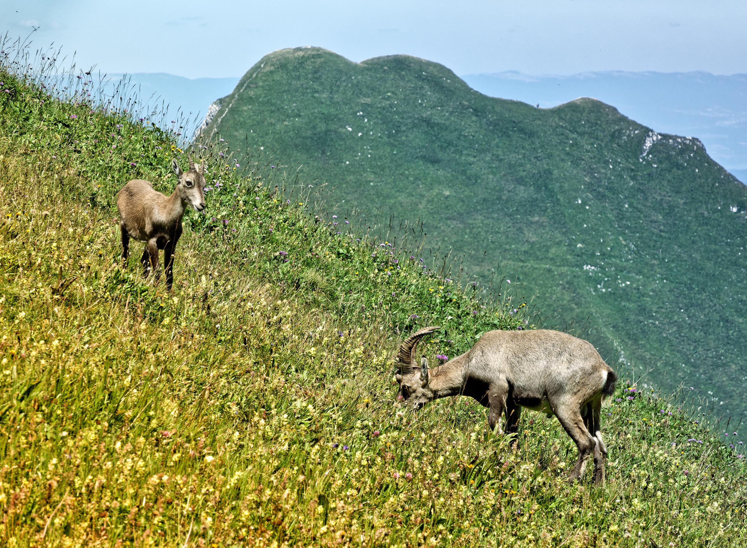 Bouquetins - La Dent d’Oche - Bernex - Haute-Savoie - Août 2023