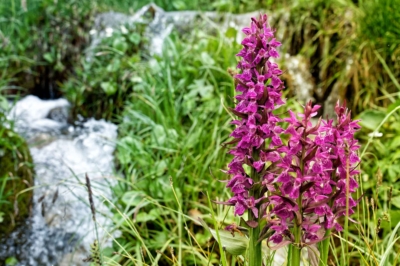 Orchis alpestre - Lindarêts - Montriond - Alpes - Haute-savoie
